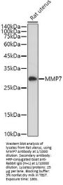 Matrix Metalloproteinase-7 (MMP7) Antibody