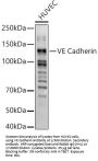 Cadherin 5 (CDH5) Antibody