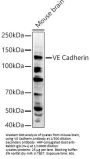 Cadherin 5 (CDH5) Antibody