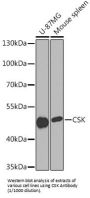 Tyrosine-Protein Kinase CSK (CSK) Antibody