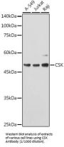 Tyrosine-Protein Kinase CSK (CSK) Antibody