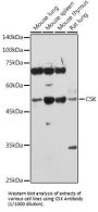 Tyrosine-Protein Kinase CSK (CSK) Antibody