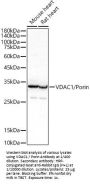 Voltage-Dependent Anion-Selective Channel Protein 1 (VDAC1) Antibody