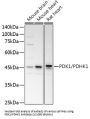 Pyruvate Dehydrogenase Kinase Isozyme 1 (PDK1) Antibody