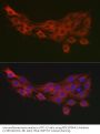 Pyruvate Dehydrogenase Kinase Isozyme 1 (PDK1) Antibody