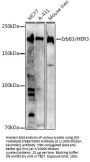 V-Erb B2 Erythroblastic Leukemia Viral Oncogene Homolog 3 (ERBB3) Antibody