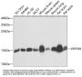 Calcineurin Subunit B Type 1 (PPP3R1) Antibody