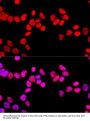 Splicing Factor Proline And Glutamine Rich (SFPQ) Antibody