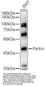 E3 Ubiquitin-Protein Ligase Parkin (PRKN) Antibody