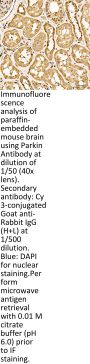 E3 Ubiquitin-Protein Ligase Parkin (PRKN) Antibody