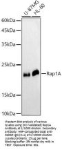 Ras-Related Protein Rap-1A (RAP1A) Antibody