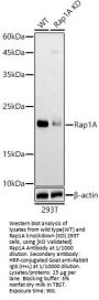 Ras-Related Protein Rap-1A (RAP1A) Antibody