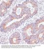 Ras-Related Protein Rap-1A (RAP1A) Antibody