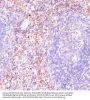 Ras-Related Protein Rap-1A (RAP1A) Antibody