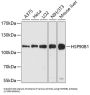 Endoplasmin (HSP90B1) Antibody