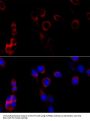 Endoplasmin (HSP90B1) Antibody