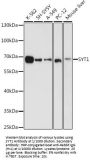 Synaptotagmin 1 (SYT1) Antibody
