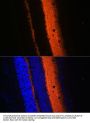 Synaptotagmin 1 (SYT1) Antibody