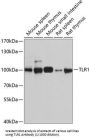 Toll-Like Receptor 1 (TLR1) Antibody