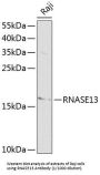 Ribonuclease 13 (RNASE13) Antibody