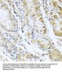 Ribonuclease 13 (RNASE13) Antibody