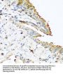 Ribonuclease 13 (RNASE13) Antibody