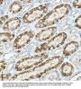 Alkaline Phosphatase, Tissue-Nonspecific Isozyme (ALPL) Antibody