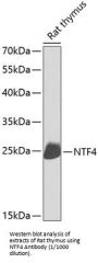 Neurotrophin 4 (NTF4) Antibody