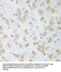 Protein Disulfide Isomerase A3 (PDIA3) Antibody