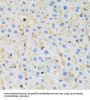 Microtubule-Associated Protein Tau (MAPT) Antibody