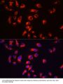 Microtubule-Associated Protein Tau (MAPT) Antibody