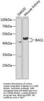 BAG Family Molecular Chaperone Regulator 1 (BAG1) Antibody