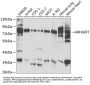 Rho Guanine Nucleotide Exchange Factor 7 (ARHGEF7) Antibody