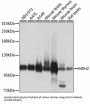 DNA Mismatch Repair Protein Msh2 (MSH2) Antibody