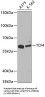 Transcription Factor 4 (TCF4) Antibody