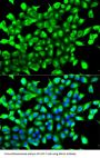 Egl Nine Homolog 1 (EGLN1) Antibody