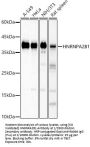 Heterogeneous Nuclear Ribonucleoprotein A2/B1 (HNRNPA2B1) Antibody