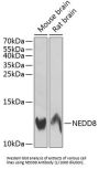 Neural Precursor Cell Expressed, Developmentally Down-Regulated 8 (NEDD8) Antibody