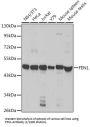 Flap Structure Specific Endonuclease 1 (FEN1) Antibody