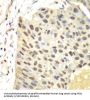 Flap Structure Specific Endonuclease 1 (FEN1) Antibody