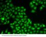 Flap Structure Specific Endonuclease 1 (FEN1) Antibody