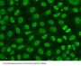 Flap Structure Specific Endonuclease 1 (FEN1) Antibody