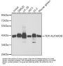 TAR DNA-Binding Protein 43 / TDP43 (TARDBP) Antibody