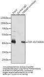 TAR DNA-Binding Protein 43 / TDP43 (TARDBP) Antibody