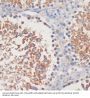 Cell Division Cycle 42 (CDC42) Antibody