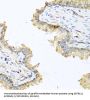 Defensin Beta 121 (DEFB121) Antibody