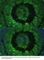 Defensin Beta 121 (DEFB121) Antibody