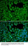 Neuroepithelial Cell Transforming Gene 1 (NET1) Antibody