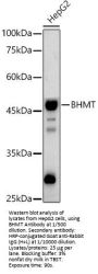 Betaine--Homocysteine S-Methyltransferase 1 (BHMT) Antibody