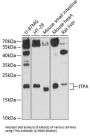 Inosine Triphosphate Pyrophosphatase (ITPA) Antibody